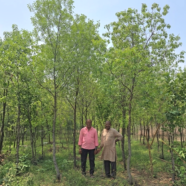 Forest Growing