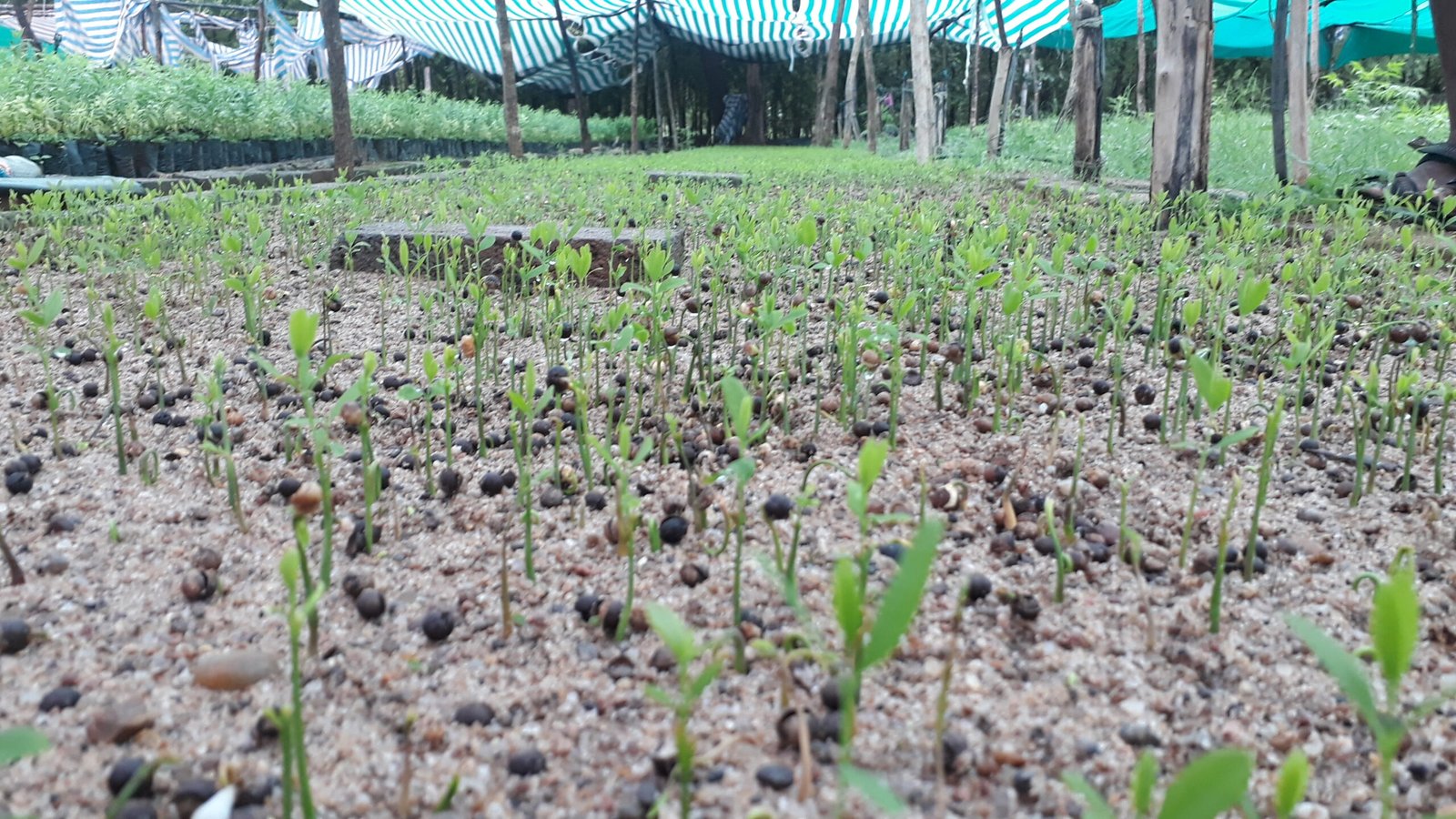 Our Projects